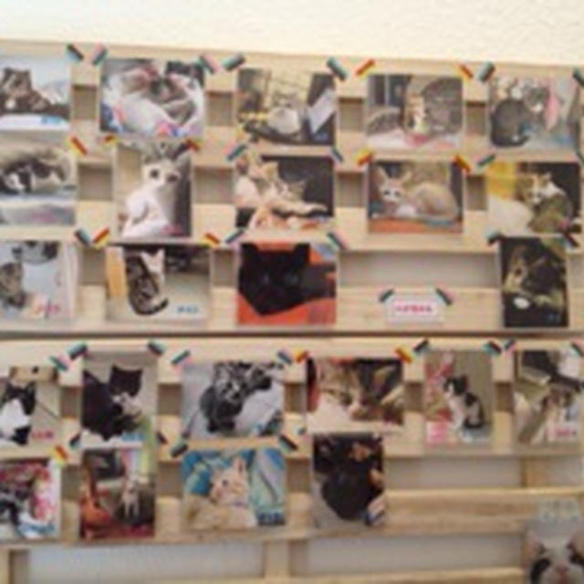 ☆CATSボード☆