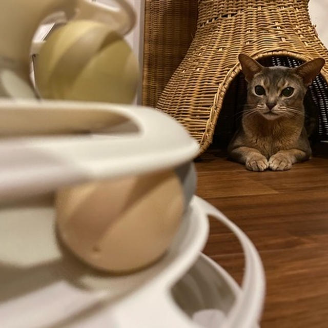 ウツボ坊