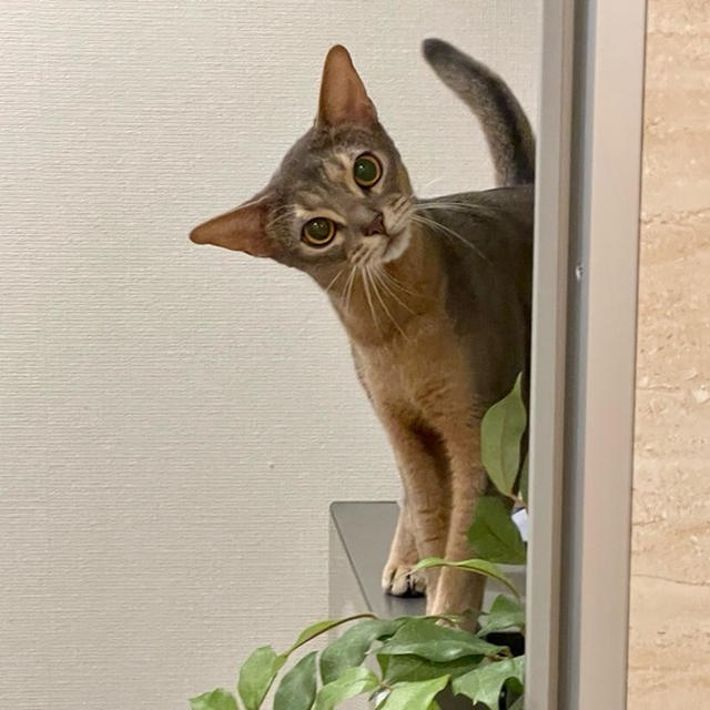「遊べ圧」強めにお風呂の出待ちしてる