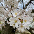 ＊桜の季節。桜チーズタルトを焼いて。 ＊料理のこと、花を飾ること、ささやかな楽しみの積み重ね。