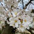 ＊桜の季節。桜チーズタルトを焼いて。 ＊料理のこと、花を飾ること、ささやかな楽しみの積み重ね。