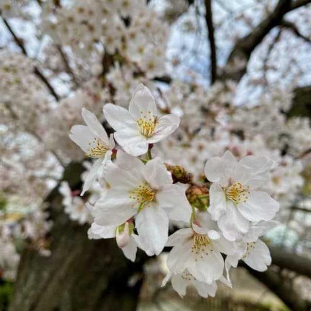 ＊桜の季節。桜チーズタルトを焼いて。 ＊料理のこと、花を飾ること、ささやかな楽しみの積み重ね。