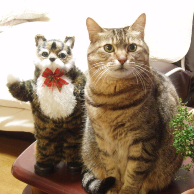 和風ハンバーグ&アボカドとマグロのタルタル