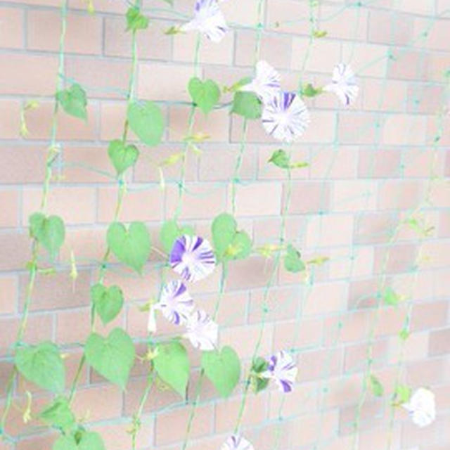 ★ザ・日本の夏！★変化朝顔～江戸風情～