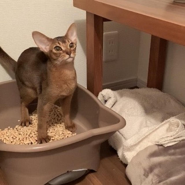 ㊗️初うんち&初おちっこ♪