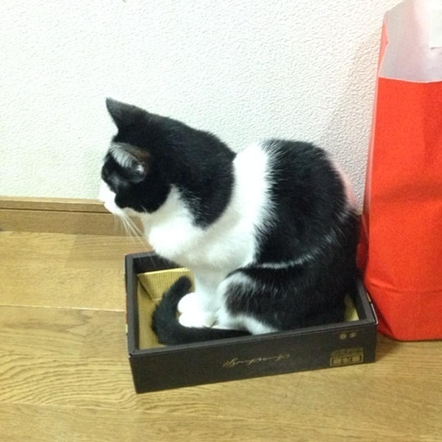 ハムの箱