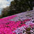 ■お散歩【座間　座架依橋河川敷の芝桜が満開なう＾＾】