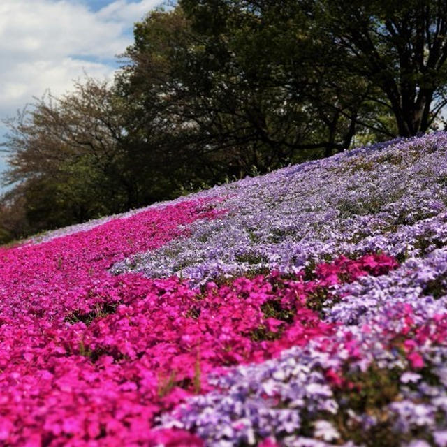 ■お散歩【座間　座架依橋河川敷の芝桜が満開なう＾＾】