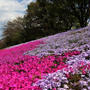 ■お散歩【座間　座架依橋河川敷の芝桜が満開なう＾＾】