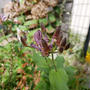 ホトトギスの花2024#最近撮った写真は