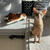 猫がお昼寝してるすきに…