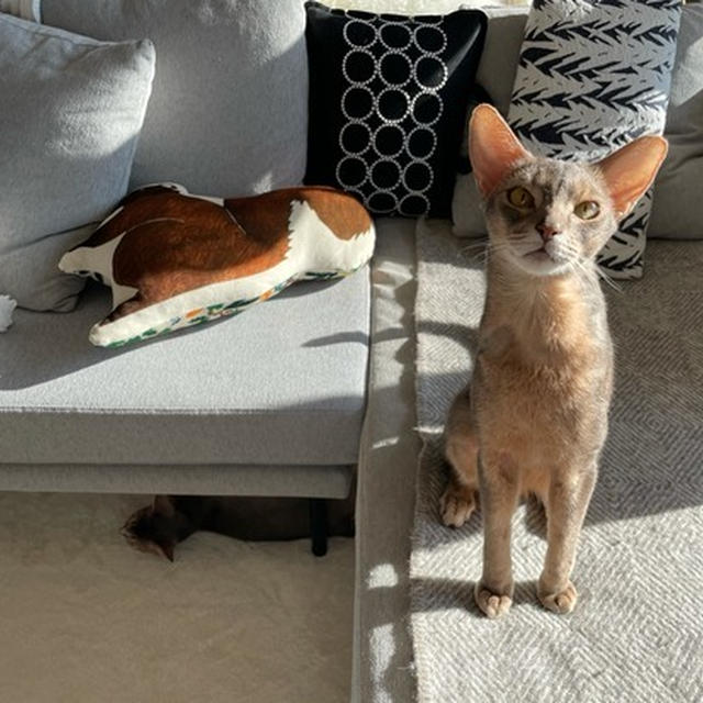 猫がお昼寝してるすきに…