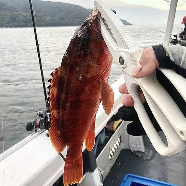 高級魚アカハタを釣りたい！久料港　魚磯丸