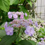 紫陽花タイニータフスタッフの花2025#最近撮った写真は