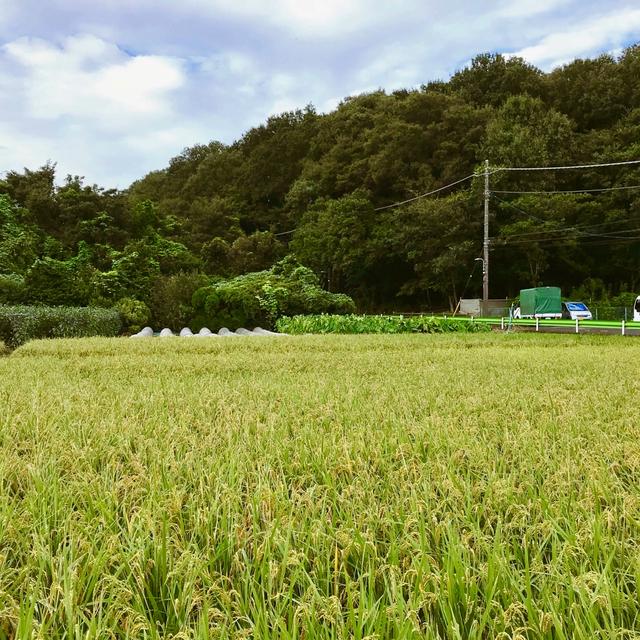 【その他】実りの秋！