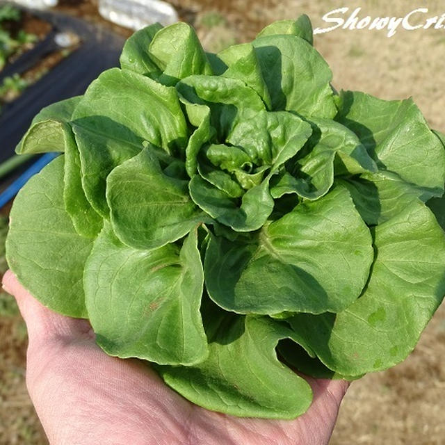 この時期の稼ぎ頭サラダ菜登場！さぁ今日はどこまで赤字を減らせる？ｏ(＞ロ＜ｏ)