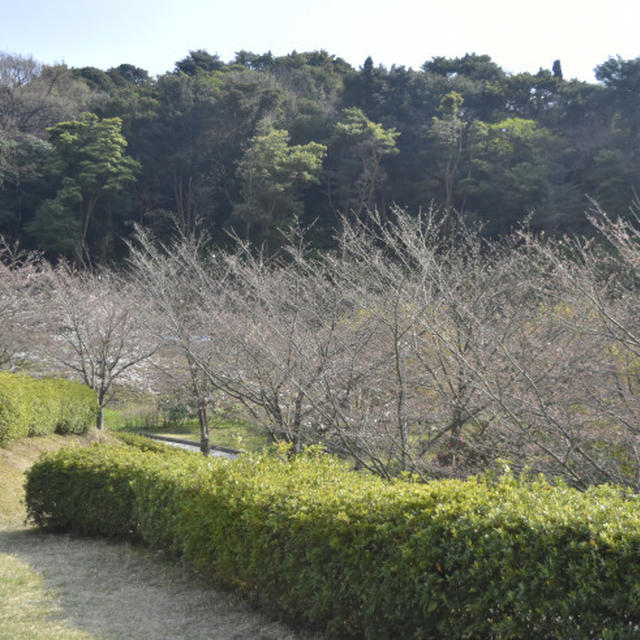 2019お花見キャンプ