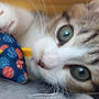 明日2/22は「猫ちゃん」で癒されてくださいませ(^^♪