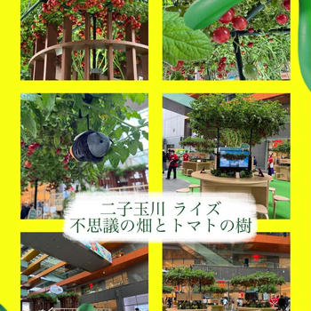 二子玉川・ライズ〜不思議野畑とトマトの樹～駅近に現れたトマト畑！