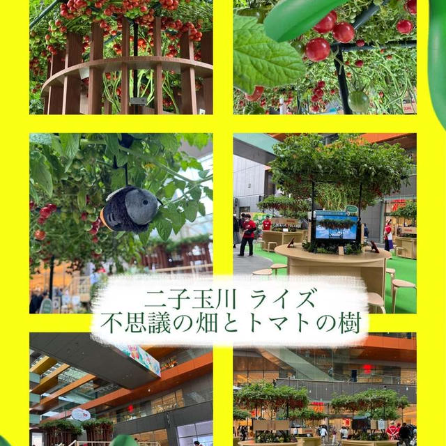 二子玉川・ライズ〜不思議野畑とトマトの樹～駅近に現れたトマト畑！