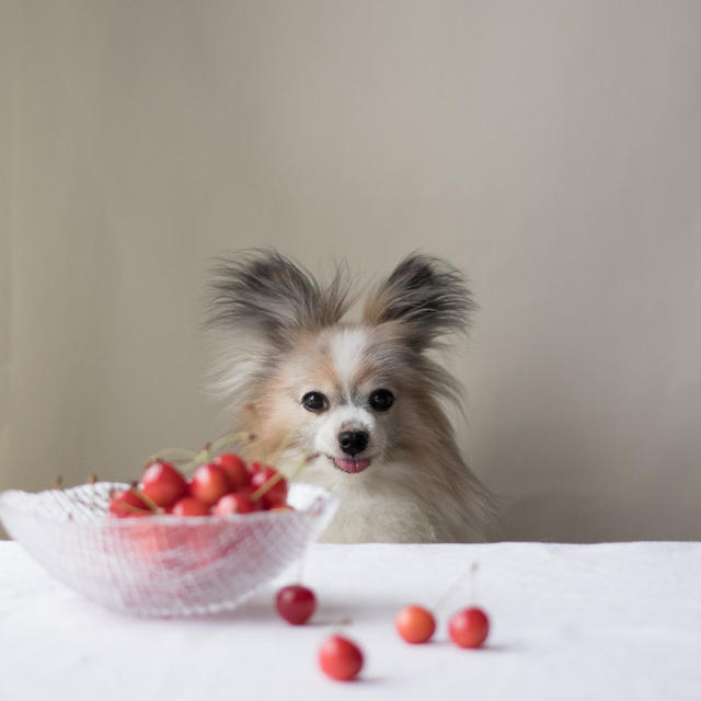 ■犬にさくらんぼを食べさせるといいこと＆適量はどれぐらい？