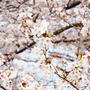 4月スタートは桜散歩から…