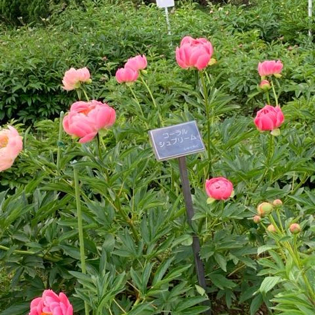 メイ・ディの花たちが、私に考えさせてくれること。