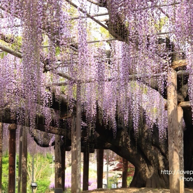 早朝の藤の花