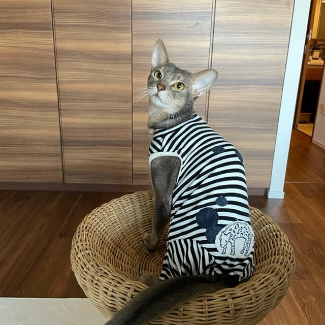 ぼくちんの保護服を、ミナペルホネン のハギレで修理したら素敵なお洋服になった✨