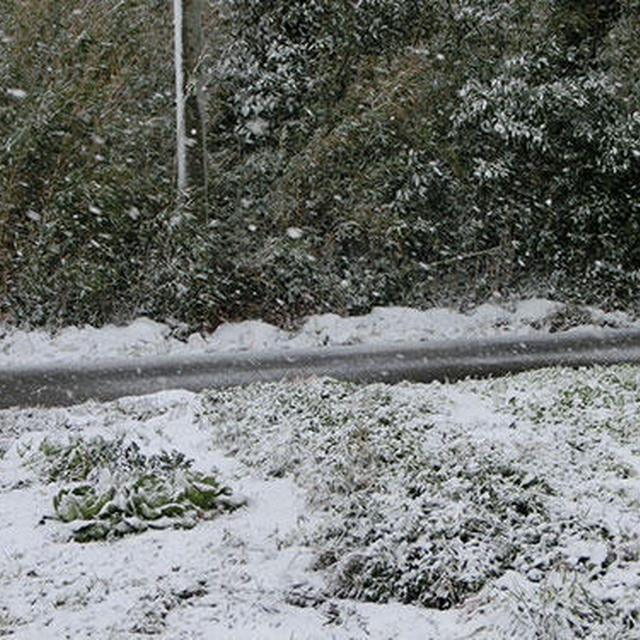 また雪でした…(>_<)