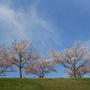 おの桜づつみ回廊#最近撮った写真は