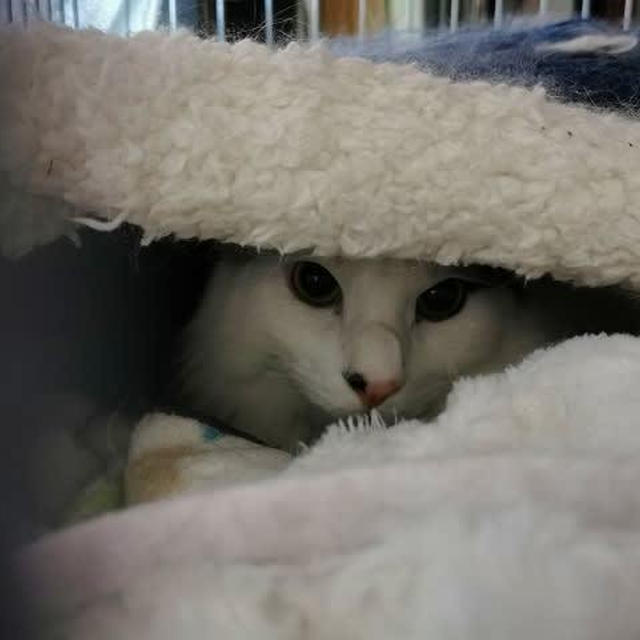 寒暖差が激しいと猫も体調が悪くなる...らしい