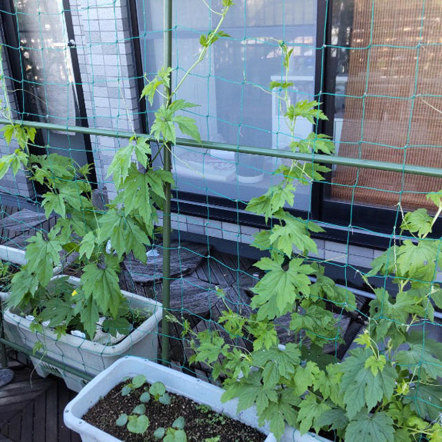 5月末のプランター菜園。ゴーヤ、きゅうり、プチトマト、万願寺とうがらし