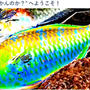 10月前半の下ノ加江川産スズキの軽い酢〆の刺身