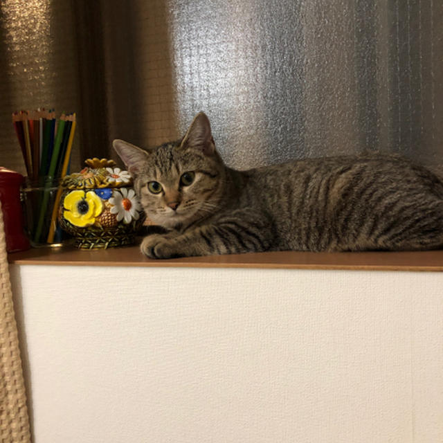 だいぶ慣れてきました