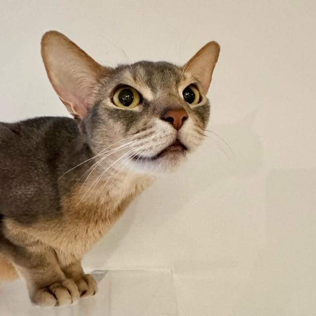ぼくちん、FIPは陰性でした！
