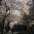 八重洲の桜