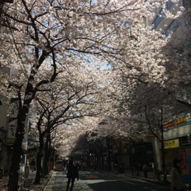 八重洲の桜