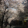八重洲の桜