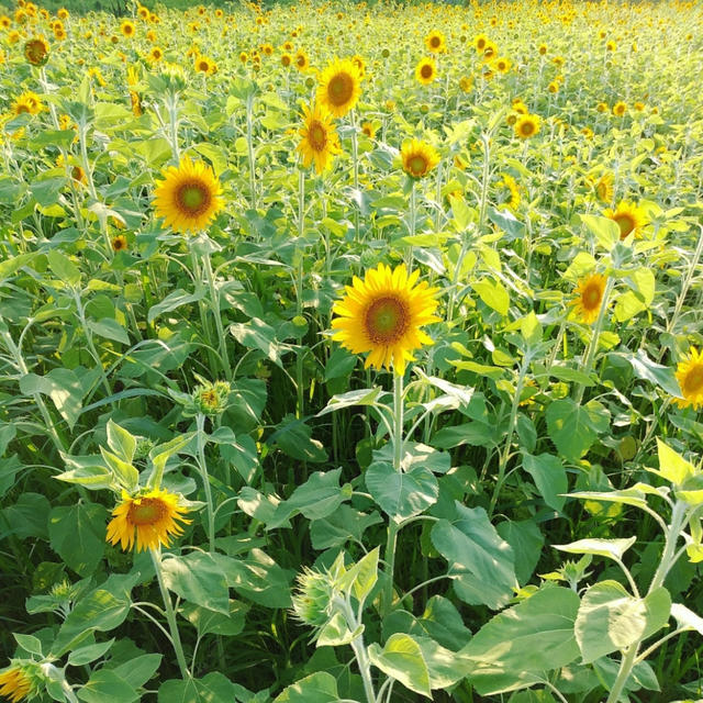 今思えばモテ期は〇歳とひまわり