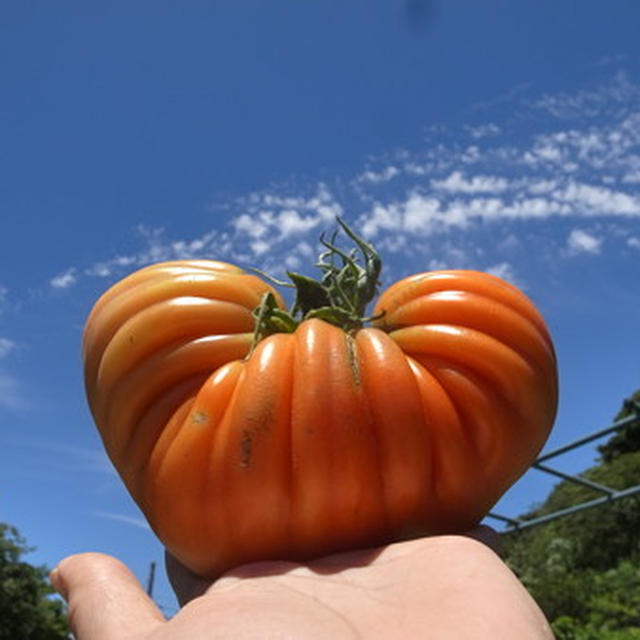 今週の収穫野菜（7月中旬）☆トマトの保存☆Xperia Z4 