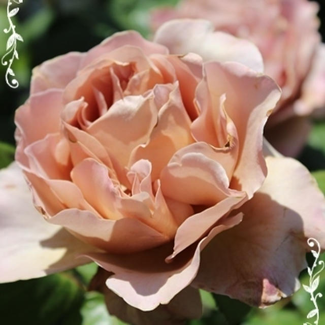 薔薇・ばら・バラ・・・♥（淡い色）