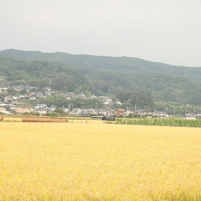 八ヶ岳でキャンプ②