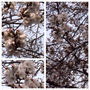 サクラ•桜•さくらぁ〜♪