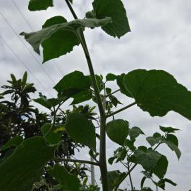 四季の草花１２６「食用ホオズキ」（気まぐれ鉄子編）