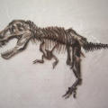 講習会の経験を記事に生かしてみました！？T-REX弁当