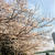 隅田川、桜散歩