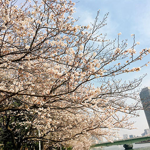 隅田川、桜散歩
