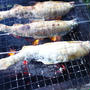 鮎の塩焼き☆ＢＢＱで美味しさ倍増