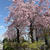 ふるさとの花たちと、母の愛と